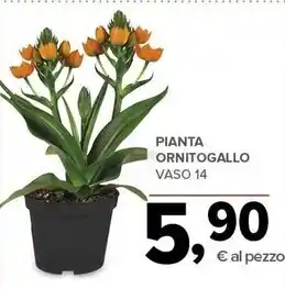 Todis Pianta ornitogallo offerta