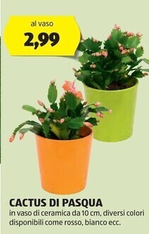 ALDI Cactus di pasqua offerta