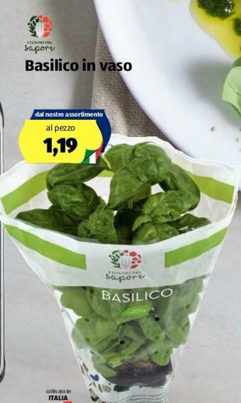 ALDI I Colori del Sapore Basilico in vaso offerta