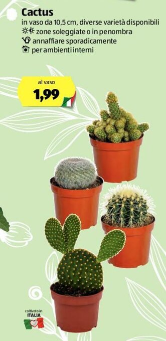 ALDI Cactus offerta
