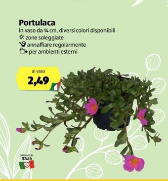 Portulaca