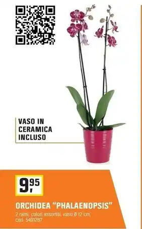 OBI Orchidea “phalaenopsis” offerta