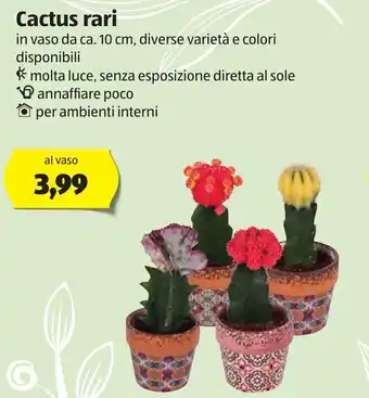 Cactus rari 10cm