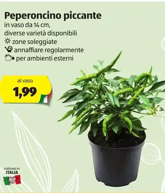 Peperoncino piccante 14cm