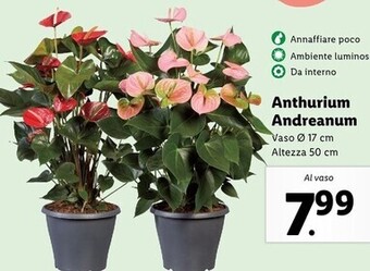 Lidl Anthurium andreanum offerta