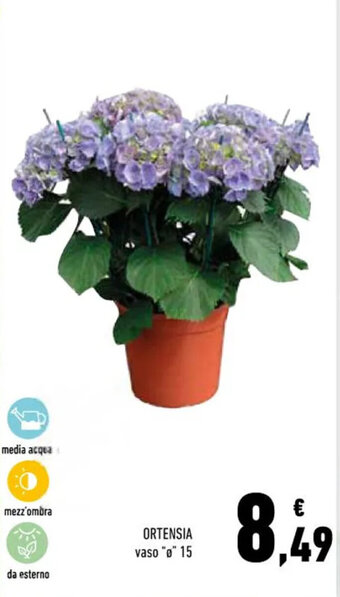 Conad Ortensia offerta
