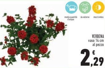 Conad Verbena Vaso 14 cm offerta