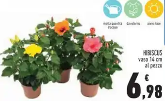 Conad Hibiscus Vaso 14 cm offerta