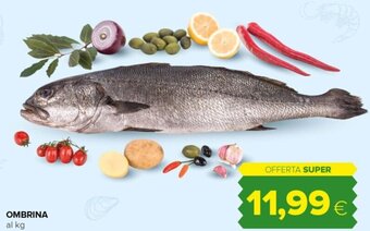 Tigre Ombrina offerta