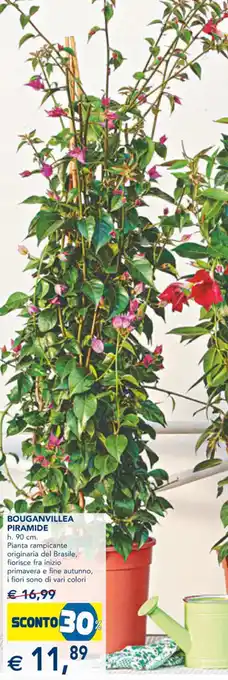 Esselunga Bouganvillea Piramide offerta