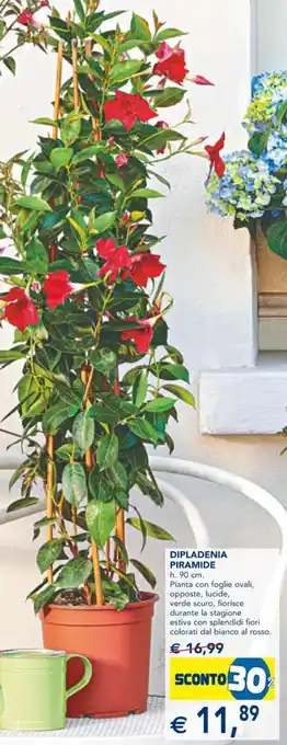 Esselunga Dipladenia Piramide offerta