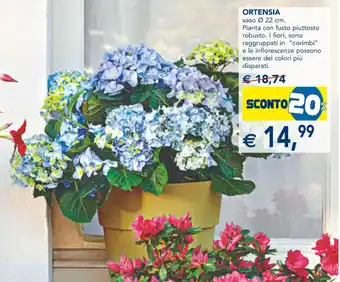 Esselunga Ortensia offerta