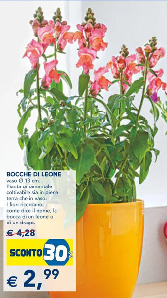 Bocche di Leone