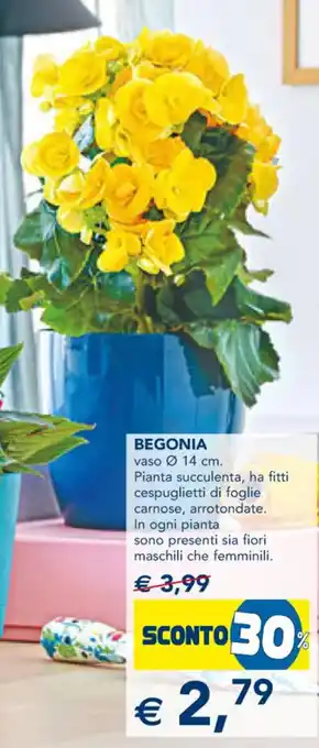Esselunga Begonia offerta