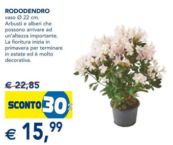 Rododendro