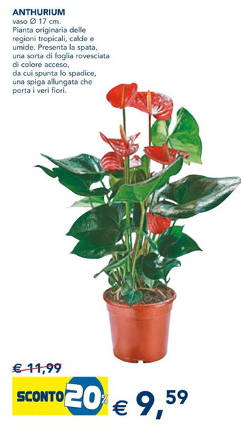 Anthurium