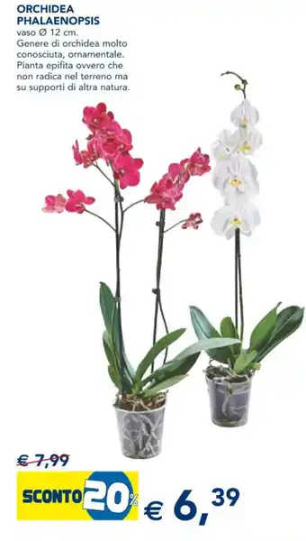 Esselunga Orchidea Phalaenopsis offerta