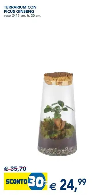 Terrarium con ficus ginseng