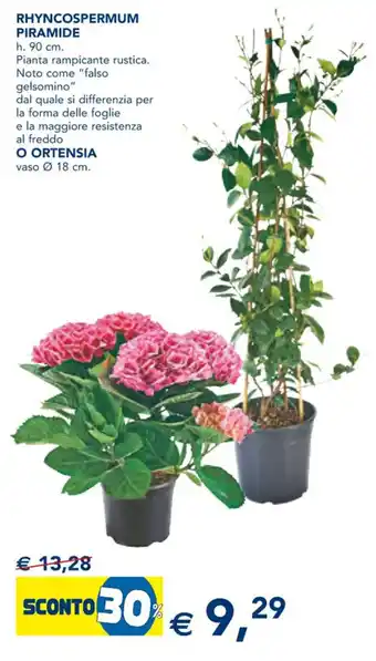 Esselunga Rhyncospermum Piramide o Ortensia offerta