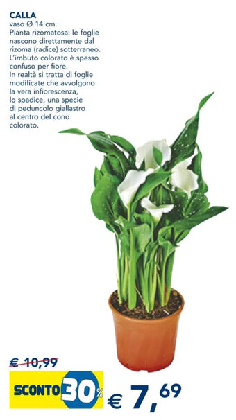 Esselunga Calla offerta