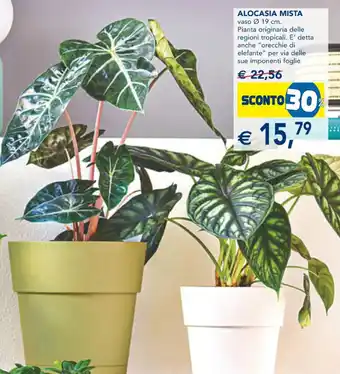 Esselunga Alocasia Mista offerta