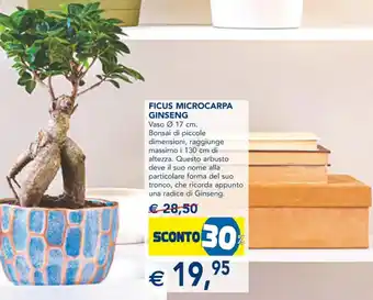 Esselunga Ficus Microcarpa Ginseng offerta
