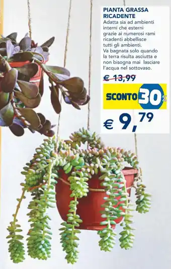 Esselunga Pianta Grassa Ricadente offerta