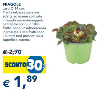 Esselunga Fragole offerta