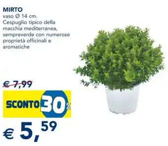 Mirto