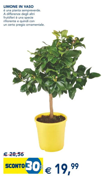 Esselunga Limone in vaso offerta