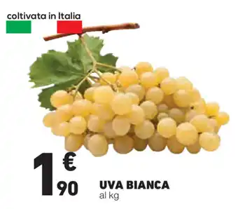 Uva Bianca
