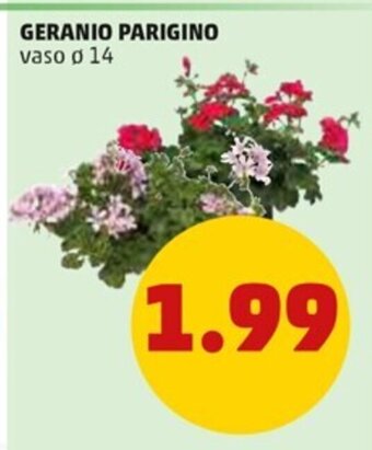 PENNY Geranio Parigino vaso ø 14 offerta