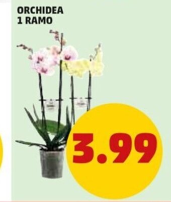 PENNY Orchidea 1 Ramo offerta