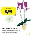 ALDI Orchidea 2 steli offerta