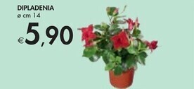 Bennet Dipladenia offerta