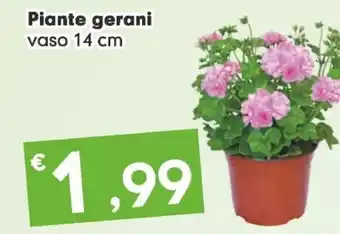Despar Piante gerani offerta