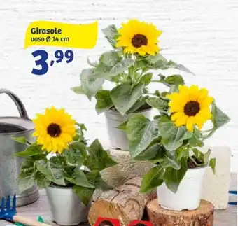 Girasole vaso ø 14 cm