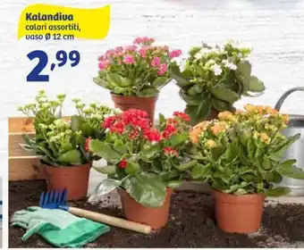 In'S Mercato Kalandiva vaso ø 12 cm offerta