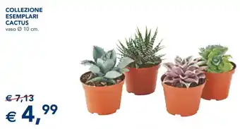 Esselunga Collezione Esemplari Cactus offerta
