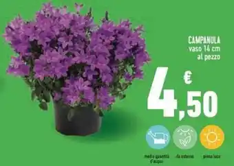Conad Campanula Vaso 14 cm offerta