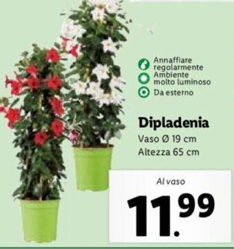 Lidl Dipladenia offerta
