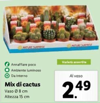 Lidl Mix di cactus offerta