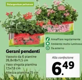 Lidl Gerani pendenti offerta