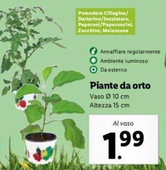 Lidl Piante da orto offerta