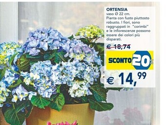 Esselunga Ortensia offerta