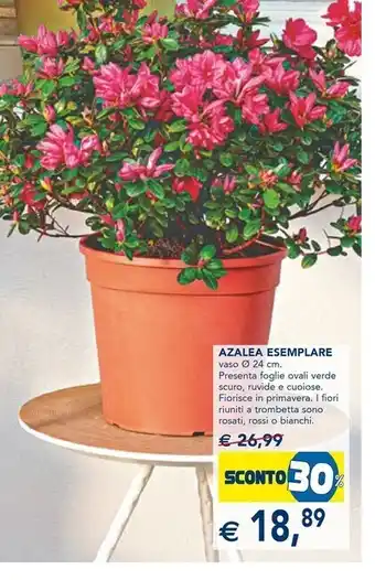 Esselunga Azalea esemplare offerta