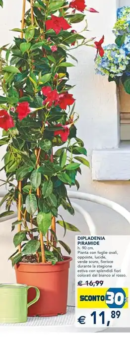 Esselunga Dipladenia piramide offerta