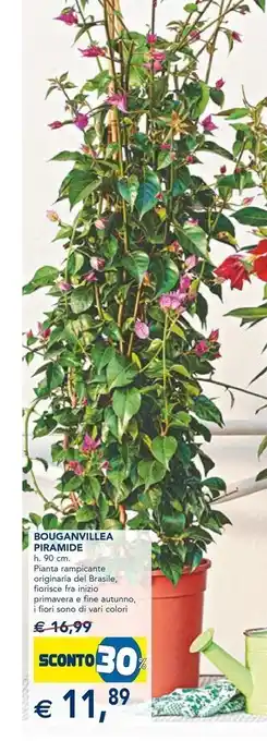 Esselunga Bouganvillea piramide offerta