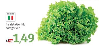 Maxi Family Insalata Gentile offerta