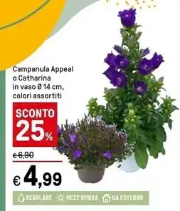 Iper La Grande Campanula appeal o catharina in vaso o 14 cm , colori assortit offerta